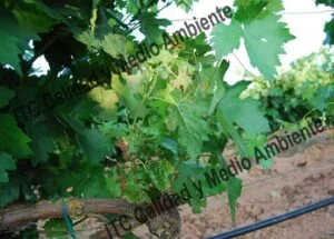 Metodología en el tratamiento contra Enfermedades de la Madera de la Vid (EMV): respuesta de Recuperación completa de parcela que presentaba daño intenso por Eutipiosis. Detalle de pulgares que, en la 1ª campaña de tratamientos, muestran síntomas de Eutypa.