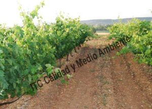 Metodología en el tratamiento contra Enfermedades de la Madera de la Vid (EMV): respuesta de Recuperación completa de parcela que presentaba daño intenso por Eutipiosis.