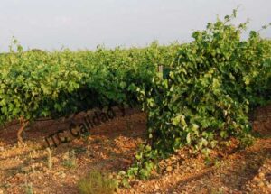 Metodología en el tratamiento contra Enfermedades de la Madera de la Vid (EMV): respuesta de Recuperación completa de parcela que presentaba daño intenso por Eutipiosis. 1ª campaña de tratamientos.