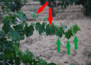 Metodología fitofortificante en el tratamiento contra Enfermedades de la Madera de la Vid (EMV): Ensayo de tratamiento tardío en campaña contra eutipiosis. A la izquierda de la imagen se observan las características propias de hojas afectadas por eutipiosis. Estas hojas se desarrollaron en la fase en la que aún NO se habían realizado los Tratamientos fitofortificantes sobre la parcela. A la derecha, en cambio, se observan las características propias de hojas limpias, exentas de síntomas provocados por Eutypa lata. Estas hojas se desarrollaron en el pámpano cuando los Tratamientos fitofortificantes ya se iniciaron.