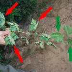 Metodología en el tratamiento contra Enfermedades de la Madera de la Vid (EMV): Ensayo de tratamiento tardío en campaña contra eutipiosis. A la izquierda de la imagen se observan las características propias de hojas afectadas por eutipiosis. Estas hojas se desarrollaron en la fase en la que aún NO se habían realizado los Tratamientos sobre la parcela. A la derecha, en cambio, se observan las características propias de hojas limpias, exentas de síntomas provocados por Eutypa lata. Estas hojas se desarrollaron en el pámpano cuando los Tratamientos ya se iniciaron.