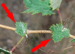 Metodología fitofortificante en el tratamiento contra Enfermedades de la Madera de la Vid (EMV): Ensayo de tratamiento tardío en campaña contra eutipiosis. Detalle ampliado de la zona del pámpano que creció en el momento en el que NO se realizaron los Tratamientos fitofortificantes. Desarrollo foliar característico de la actividad de Eutypa lata, con hojas con bordes aserrados, cloróticos, deformes, etc.