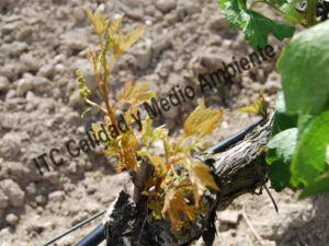 Metodología fitofortificante en el tratamiento contra Enfermedades de la Madera de la Vid (EMV): Deformación de hojas, presencia de clorosis e inhibición del crecimiento provocada por presencia de Eutypa lata.