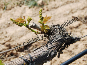 Metodología para el tratamiento contra Enfermedades de la Madera de la Vid (EMV): Deformación de hojas, presencia de clorosis e inhibición del crecimiento provocada por presencia de Eutypa lata.