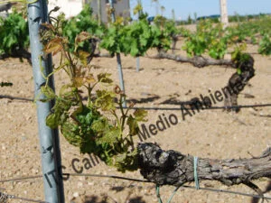 Metodología fitofortificante en el tratamiento contra Enfermedades de la Madera de la Vid (EMV): Deformación de hojas, presencia de clorosis e inhibición del crecimiento provocada por presencia de Eutypa lata.