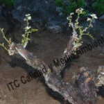 Metodología fitofortificante en el tratamiento contra Enfermedades de la Madera de la Vid (EMV): Iinhibición del crecimiento y del desarrollo foliar provocada por presencia de Eutypa lata.