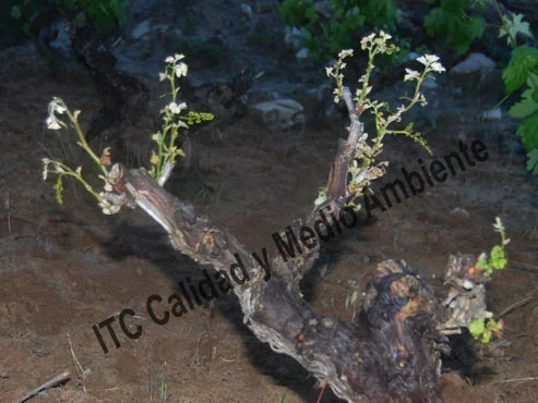 Metodología fitofortificante en el tratamiento contra Enfermedades de la Madera de la Vid (EMV): Iinhibición del crecimiento y del desarrollo foliar provocada por presencia de Eutypa lata.