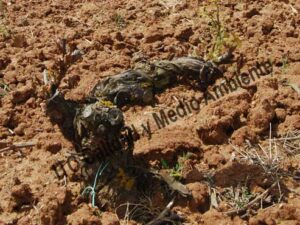 Metodología fitofortificante en el tratamiento contra Enfermedades de la Madera de la Vid (EMV): Iinhibición del crecimiento y del desarrollo foliar provocada por presencia de Eutypa lata.