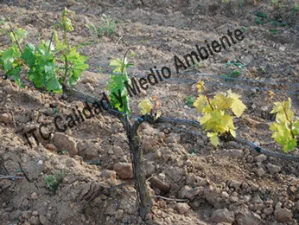 Metodología para el tratamiento contra Enfermedades de la Madera de la Vid (EMV): Clorosis e inhibición del crecimiento provocada por presencia de Eutypa lata.