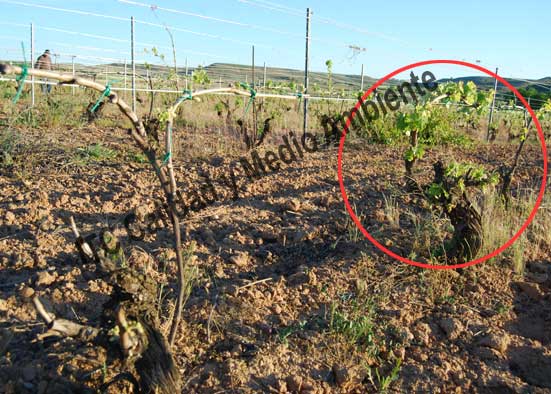 Síntomas de la aplicación del herbicida 2,4D en plantas de vid. No confundir con la sintomatología de eutipiosis.