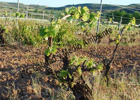 Síntomas de la aplicación del herbicida 2,4D en plantas de vid. No confundir con la sintomatología de eutipiosis.