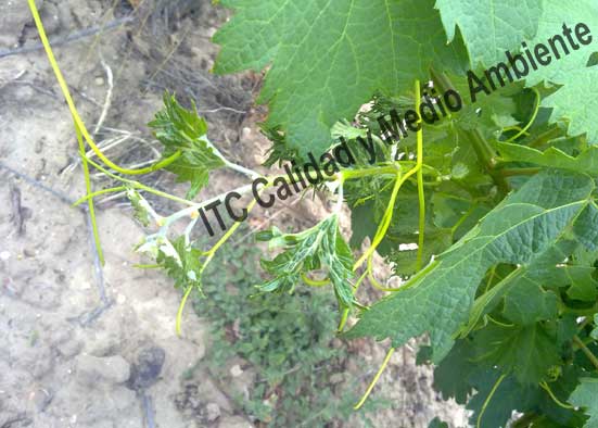 Síntomas de la aplicación del herbicida 2,4D en plantas de vid. No confundir con la sintomatología de eutipiosis.