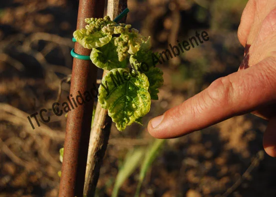 Uso de 3 Tratamientos exclusivos contra la Eutipiosis 74 Síntomas de la aplicación del herbicida 2,4D en plantas de vid. No confundir con la sintomatología de eutipiosis.