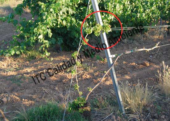 Síntomas de la aplicación del herbicida 2,4D en plantas de vid. No confundir con la sintomatología de eutipiosis.