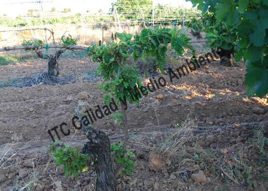 Síntomas de la aplicación del herbicida 2,4D en plantas de vid. No confundir con la sintomatología de eutipiosis.