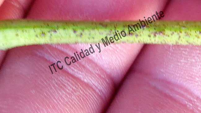Peciolo de la cara opuesta de la hoja de vid anterior: Cara en la que no se realizó el tratamiento.