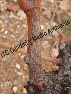 Metodología en el tratamiento contra Enfermedades de la Madera de la Vid (EMV): Presencia de tabletas de chocolate en pámpano enverado provocadas por excoriosis en plantas de vid.