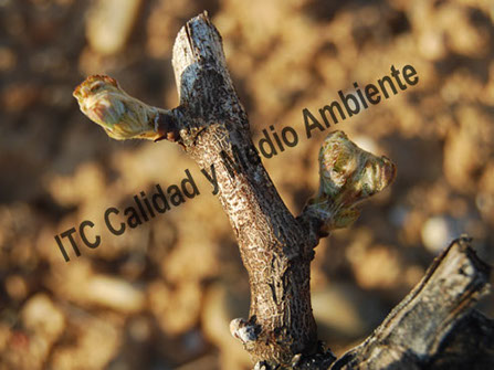 Enfermedades de la Madera de la Vid (EMV): Blanqueado de corteza y pérdida de epidermis provocado por excoriosis en plantas de vid.