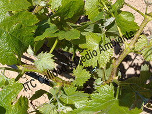 Metodología en el tratamiento contra Enfermedades de la Madera de la Vid (EMV): Presencia de necrosis en brotes verdes provocados por excoriosis en plantas de vid.