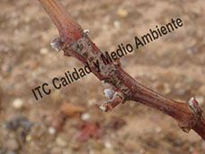 Enfermedades de la Madera de la Vid (EMV): Inhibición del vigor por daño en yemas y presencia de tabletas de chocolate en pámpano enverado provocado por excoriosis en plantas de vid.
