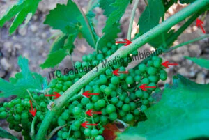 Metodología en el tratamiento contra Enfermedades de la Madera de la Vid (EMV): daños observados en parcelas de vid (Vitis vinifera) afectadas por excoriosis (Phomopsis viticola - Diaporthe ampelina).