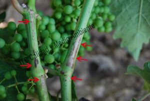 Metodología en el tratamiento contra Enfermedades de la Madera de la Vid (EMV): daños observados en parcelas de vid (Vitis vinifera) afectadas por excoriosis (Phomopsis viticola - Diaporthe ampelina).