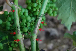 Metodología en el tratamiento contra Enfermedades de la Madera de la Vid (EMV): daños observados en parcelas de vid (Vitis vinifera) afectadas por excoriosis (Phomopsis viticola - Diaporthe ampelina).