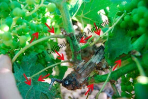 Metodología en el tratamiento contra Enfermedades de la Madera de la Vid (EMV): daños observados en parcelas de vid (Vitis vinifera) afectadas por excoriosis (Phomopsis viticola - Diaporthe ampelina).