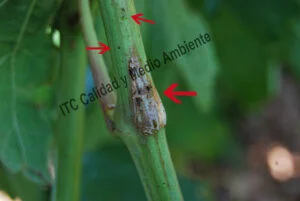 Metodología en el tratamiento contra Enfermedades de la Madera de la Vid (EMV): daños observados en parcelas de vid (Vitis vinifera) afectadas por excoriosis (Phomopsis viticola - Diaporthe ampelina).