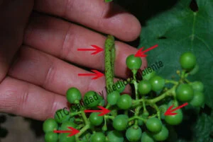 Metodología en el tratamiento contra Enfermedades de la Madera de la Vid (EMV): daños observados en parcelas de vid (Vitis vinifera) afectadas por excoriosis (Phomopsis viticola - Diaporthe ampelina).