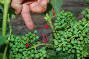 Metodología en el tratamiento contra Enfermedades de la Madera de la Vid (EMV): daños observados en parcelas de vid (Vitis vinifera) afectadas por excoriosis (Phomopsis viticola - Diaporthe ampelina).