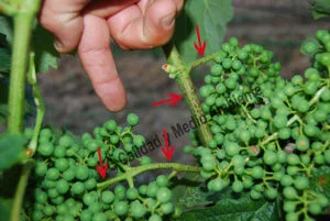 Metodología en el tratamiento contra Enfermedades de la Madera de la Vid (EMV): daños observados en parcelas de vid (Vitis vinifera) afectadas por excoriosis (Phomopsis viticola - Diaporthe ampelina).