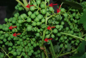 Metodología en el tratamiento contra Enfermedades de la Madera de la Vid (EMV): daños observados en parcelas de vid (Vitis vinifera) afectadas por excoriosis (Phomopsis viticola - Diaporthe ampelina).