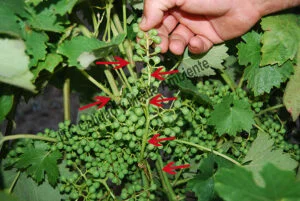 Metodología en el tratamiento contra Enfermedades de la Madera de la Vid (EMV): daños observados en parcelas de vid (Vitis vinifera) afectadas por excoriosis (Phomopsis viticola - Diaporthe ampelina).