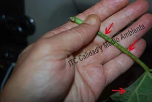 Metodología en el tratamiento contra Enfermedades de la Madera de la Vid (EMV): daños observados en parcelas de vid (Vitis vinifera) afectadas por excoriosis (Phomopsis viticola - Diaporthe ampelina).