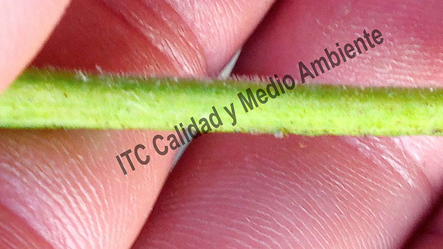 Peciolo de hoja de vid: Cara donde se realizó el tratamiento contra excorisis. Obsérvese los puntos marrones en los lugares donde se ha destruido el hongo.