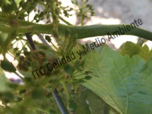 Metodología en el tratamiento contra Enfermedades de la Madera de la Vid (EMV): daños observados en parcelas de vid (Vitis vinifera) afectadas por excoriosis (Phomopsis viticola - Diaporthe ampelina).