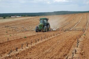 Metodología en el tratamiento contra Enfermedades de la Madera de la Vid (EMV) a través del suelo.