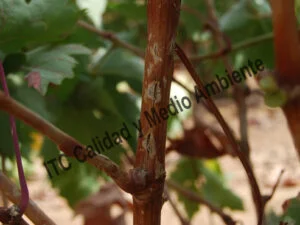 Consecuencias del tratamiento deficiente en parcela dañada por granizo. La planta se encuentra en pleno envero (estado M2). Las heridas continúan abiertas y secas por falta de aporte. Obsérvese las heridas mal curadas, con presencia de hongos y bacterias en el interior, que pueden introducirse con facilidad en los vasos xilemáticos y por tanto provocar enfermedades de la madera.