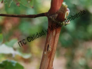 Consecuencias del tratamiento deficiente en parcela dañada por granizo. La planta se encuentra en pleno envero (estado M2). Las heridas continúan abiertas y secas por falta de aporte. El xilema está expuesto al exterior, con presencia de bacterias en desarrollo sobre la herida (Agrobacterium) que impiden su cierre. Los hongos pueden introducirse con facilidad en los vasos xilemáticos y por tanto provocar enfermedades de la madera.