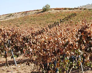 Metodología en el tratamiento de los Daños climatológicos provocados por el hielo de final de verano - otoño.