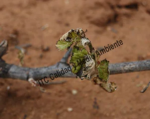 Metodología en el tratamiento de los Daños climatológicos provocados por el hielo de primavera.