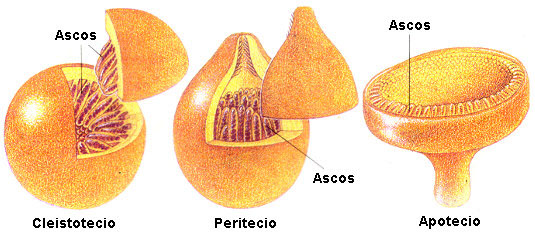 Ascos y estructuras características denominadas cleistotecio, peritecio o apotecio