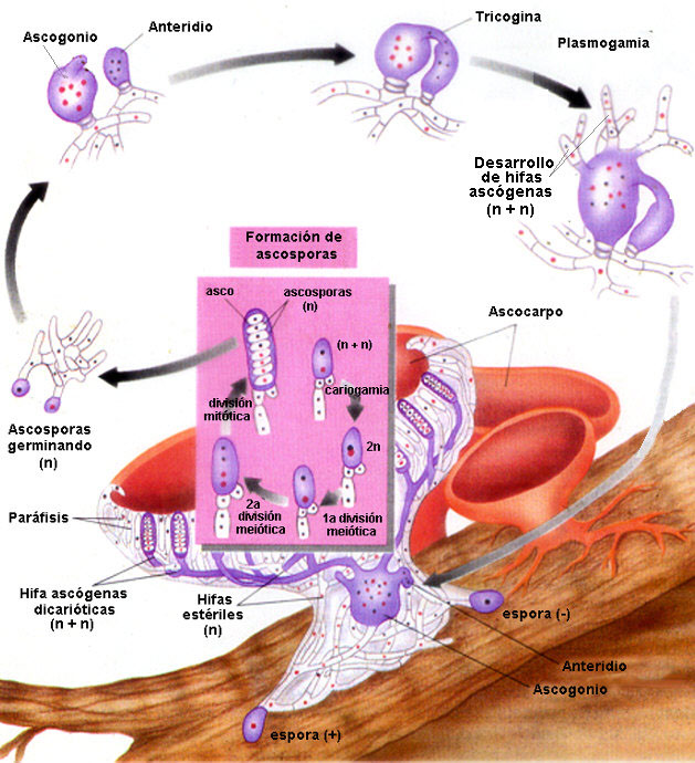 Ciclo de vida tipo en ascomicetos
