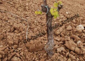 Metodología en el tratamiento contra Incompatibilidad de Injerto: Engrosamiento en el injerto de parcela de vid afectada.
