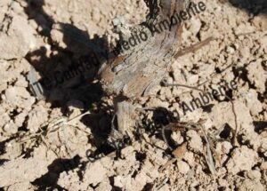 Metodología en el tratamiento contra Incompatibilidad de Injerto: Engrosamiento en el injerto de parcela de vid afectada.