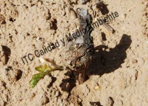 Metodología en el tratamiento contra Incompatibilidad de Injerto: Engrosamiento en el injerto de parcela de vid afectada. Pérdida del palo de formación.