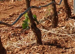 Metodología en el tratamiento contra Incompatibilidad de Injerto: Engrosamiento en el injerto de parcela de vid afectada.