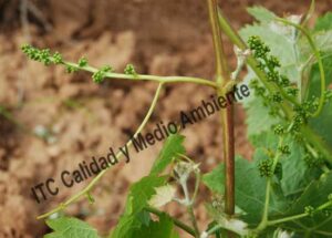 Método para el incremento de producción: Segunda respuesta tras la aplicación de los inductores de floración.Obsérvese el llenado de granos de los zarcillos provocado por los inductores de floración. Los racimos son formados a partir del 4° entrenudo, es decir, sobre los entrenudos que no presentaban racimos. Estos nuevos racimos presentan una elevada actividad metabólica, alcanzando en menos de 30 días el mismo estadio fenológico que los primigeneos de la planta. La imagen procede de una parcela en la D.O. Ribera de Duero, variedad Tempranillo en espaldera con 15 años.