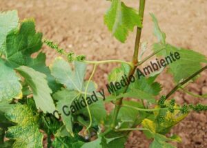 Método para el incremento de producción: Segunda respuesta tras la aplicación de los inductores de floración.Compárese los zarcillos que se van llenando de granos con el racimo de la planta situado en la parte inferior derecha. La elevada actividad metabólica va igualando el estadio fenológico de los inducidos con los primigeneos de la planta. La imagen procede de una parcela en la D.O. Ribera de Duero, variedad Tempranillo en espaldera con 12 años.